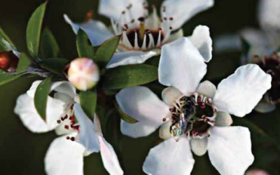 Manuka oil production hui now on April 11, 2015
