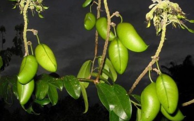 Health Freedom NZ Trust update October 10 2015