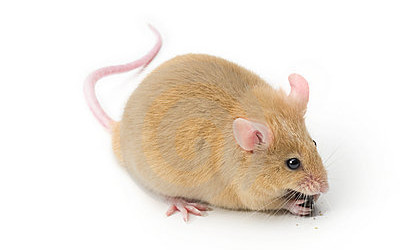 Gardasil has adverse effects on young female mice